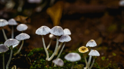 Beautiful closeup of a group of mushrooms growing on forest floor with bokeh background. Mushroom...
