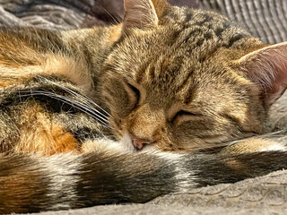 Cat on a sofa