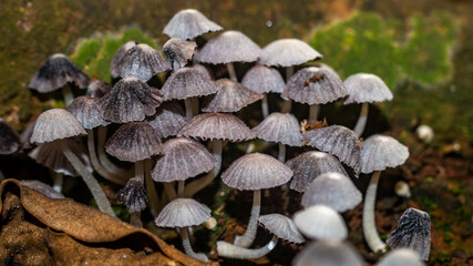 Beautiful closeup of a group of mushrooms growing on forest floor with bokeh background. Mushroom macro, Mushrooms photo, forest photo, forest background