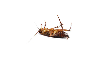 cockroach on white background