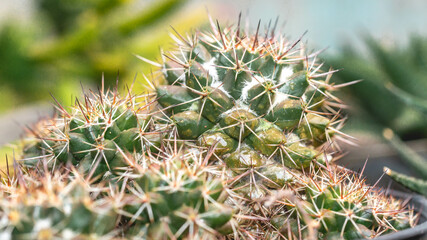 Naklejka na ściany i meble Closeup of group of cactus with sharp spines. natural background