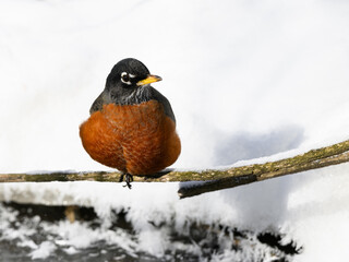 American Robin portrait in winter against snow field 