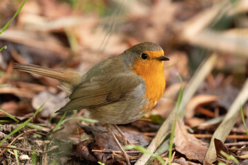 robin on the grass