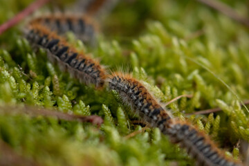 close up of caterpillar