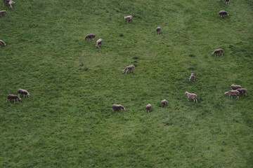 flock of sheep
