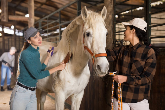 Women caring for a white horse in the stable - brushing the withers