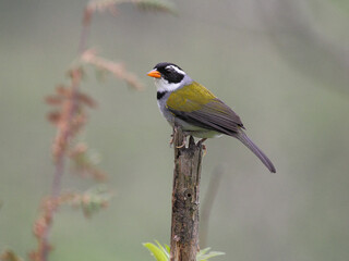 Saffron-billed Sparrow - Arremon flavirostris – tico-tico-de-bico-amarelo