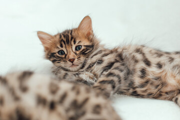 Little bengal kitten on the white fury blanket