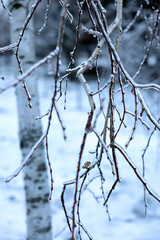 Fototapeta na wymiar Birch branches in ice glaze outdoors on winter day, closeup