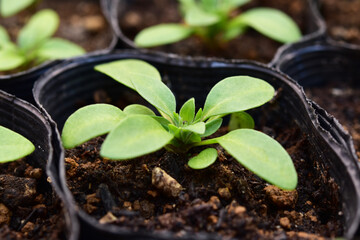 ペチュニアのポット苗　アップ