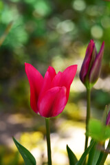 日陰に咲くチューリップ
