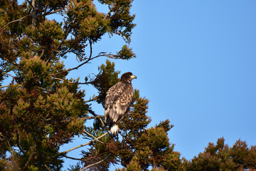 木に止まる冬のトビ