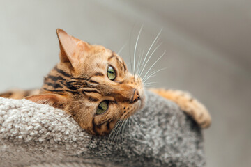 Young cute bengal cat laying on a soft cat's shelf of a cat's house.