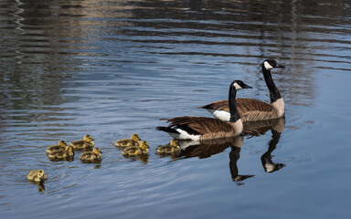 Geese pair swimming with goslings