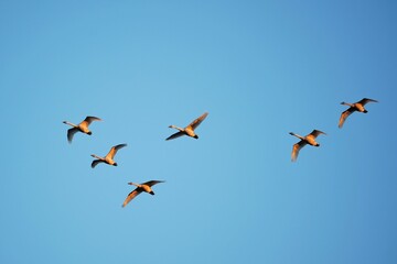 空飛ぶハクチョウ