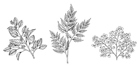 set of hand drawn illustration of herb leaves, eucalyptus, maidenhair, forest fern, isolated on white background © Kaori