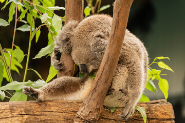 Koala is sleeping on the tree