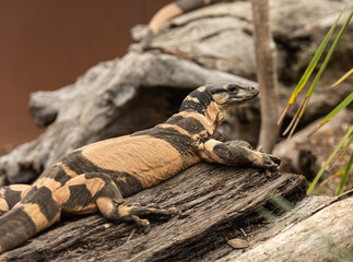 Fototapeta premium the world living lizard in natural habitat