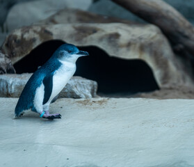 Fototapeta premium Penguins with close up