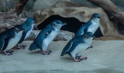 Fototapeta premium Penguins with close up