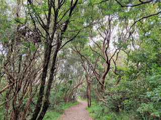 Pathway through coastal scrub and bushes down to Burwood Beach Newcastle Australia