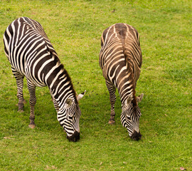 Fototapeta na wymiar close-up from a zebra