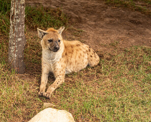 Close up of a spotted hyena