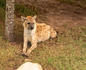 Foto op Plexiglas Close up of a spotted hyena © Yagya Parajuli