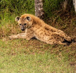 Close view of a hyena in the grass