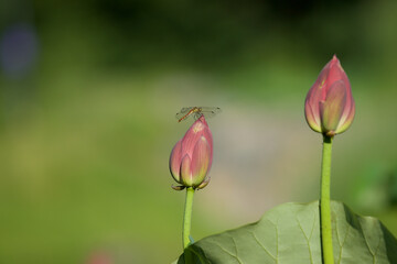 Lotus and dragonfly, dragonfly on a Lotus