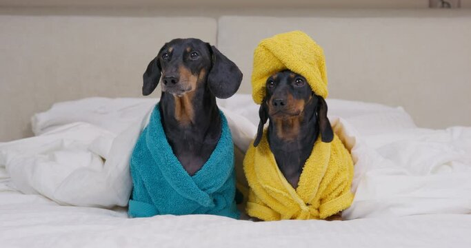 Puppies of black and ginger dachshund dressed in terry bathrobes and with yellow towel as turban on head sit under warm blanket in bedroom closeup