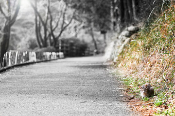 端っこでじっとコチラを見ている野良猫