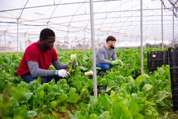 Hired workers harvest mangold in a greenhouse. High quality photo