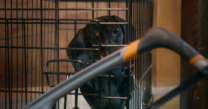 Black dachshund dog with long ears looks around dressed in white jacket sitting IN iron cage on wooden deck of pirates ship closeup
