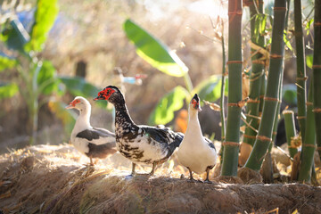Close up duck in a park enjoying life. thai duck.