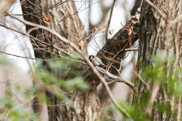 木の枝に止まるシジュウカラ