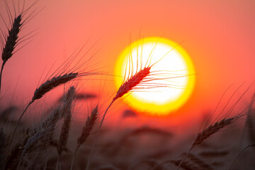 Fototapeta premium silhouette of wheat ears after sunset closeup