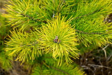 pine needles closeup for background and design 