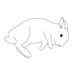 うさぎ　線画　シンプル　リアル　モノクロ　イラスト