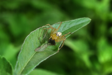 the spider is holding the prey it just got