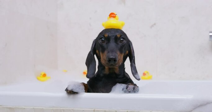 Cute dachshund dog with yellow colored rubber toy duck on head sits in warm water and bubbles of bathtub close view