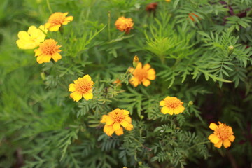 orange flowers in the garden