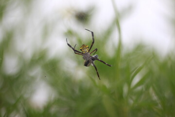 spider on a green leaf