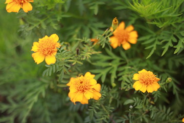 yellow flowers in the garden