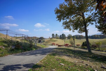 青空バックに見る秋の公園の情景＠香川