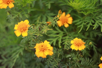 yellow flower in the garden