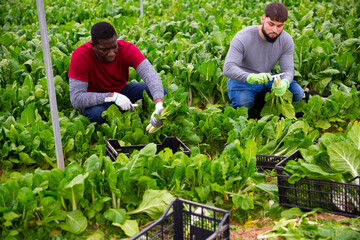 Farmers work in a greenhouse - harvest and clean mangold. High quality photo