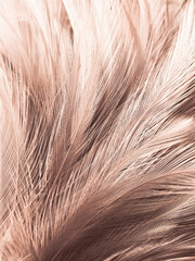 Beautiful abstract white and brown feathers on white background and soft yellow feather texture on white pattern and yellow background, feather background, gold feathers banners, brown texture