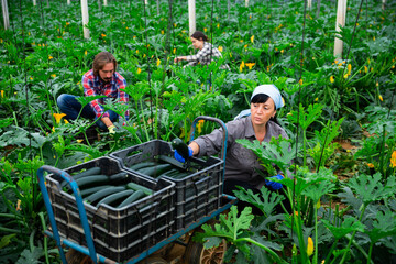 woman and man harvesting crops in greenhouse