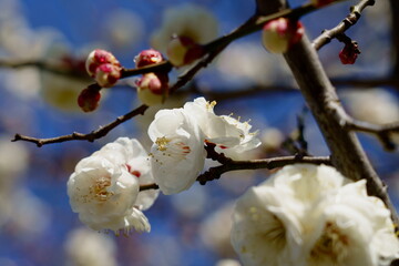 青空を背景に白梅の花と可愛いつぼみ